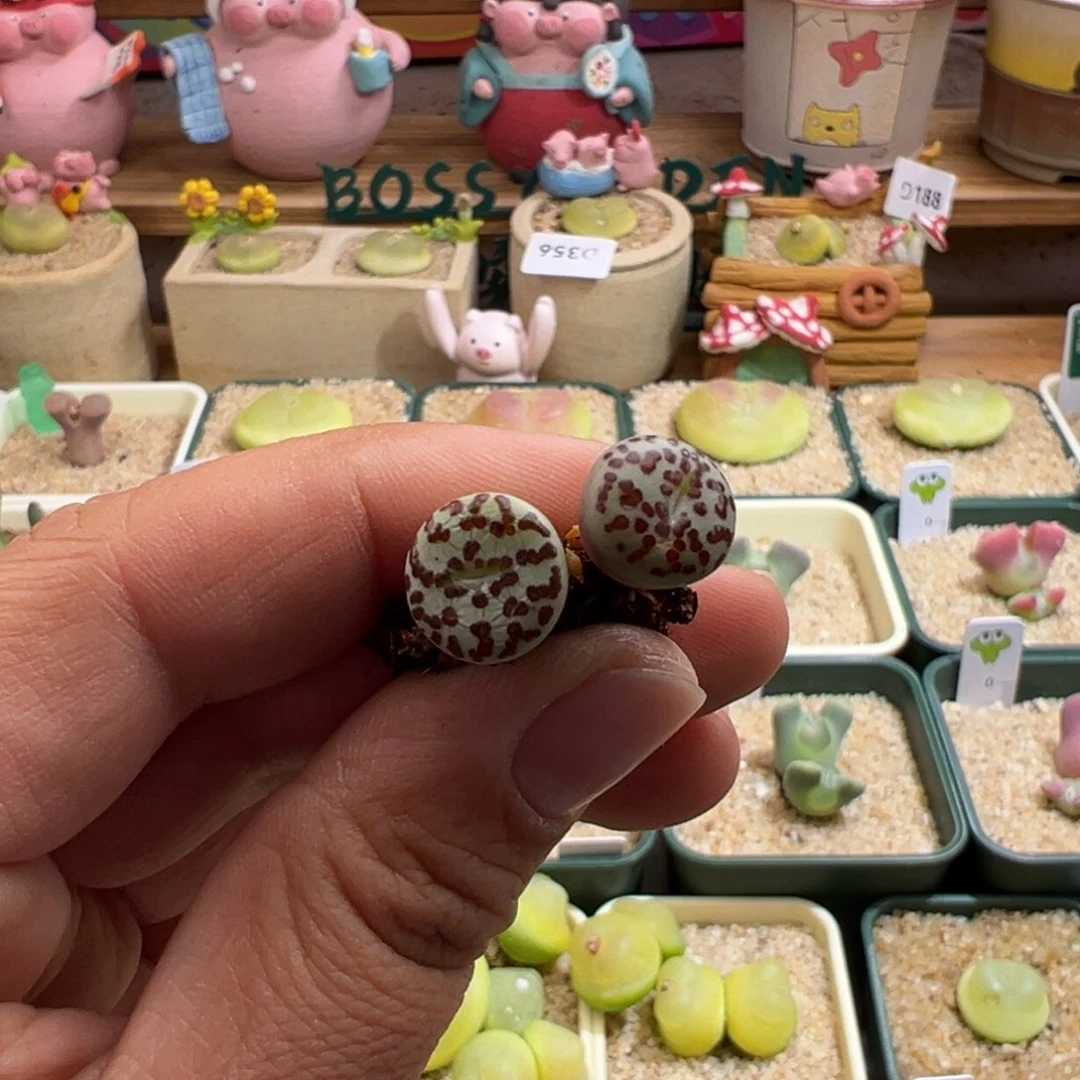 小*吖427。青蛙优选603奶牛安贞