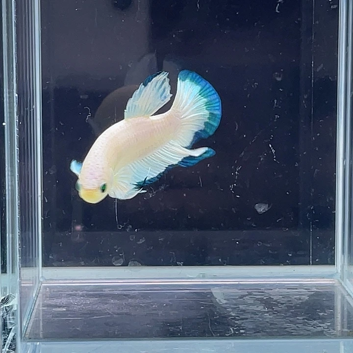 斗鱼包活不包损 感谢支持