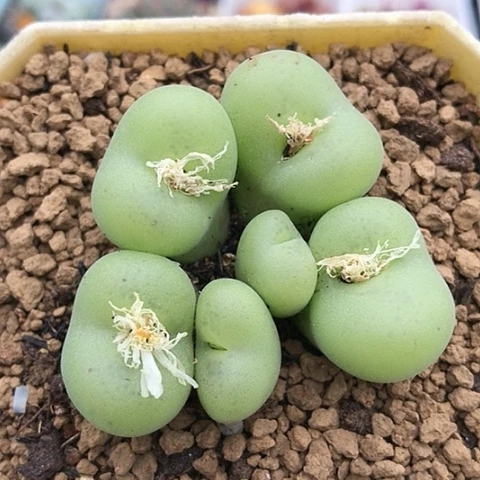 多肉肉锥 园艺空卡佛