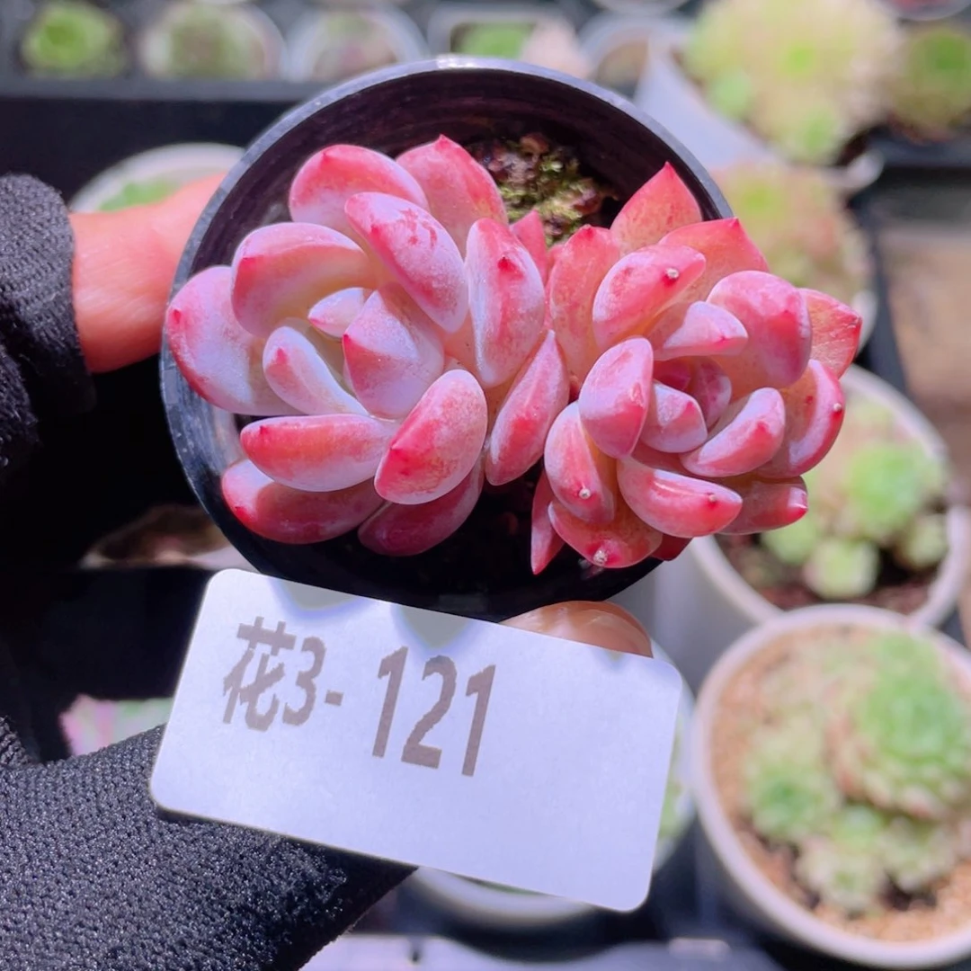 花利美3-121橙梦露