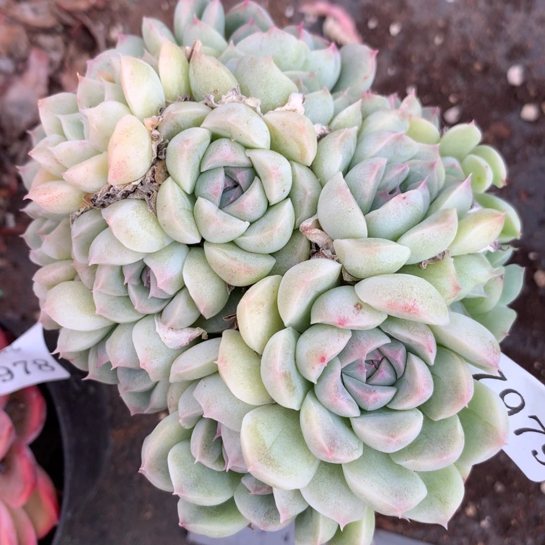 7979杂交多肉老桩