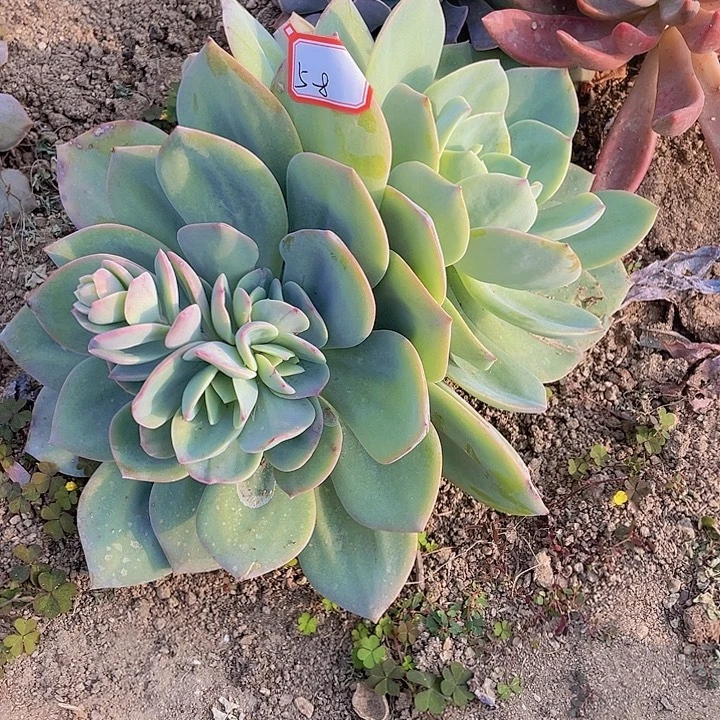 拈****白凤多投五杠8号的