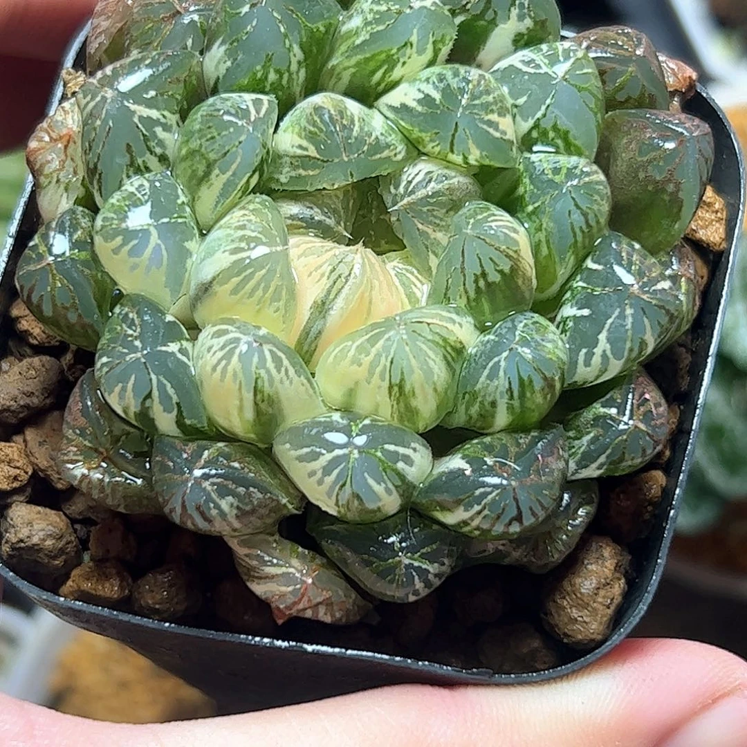 塑料皮母本锦六公分