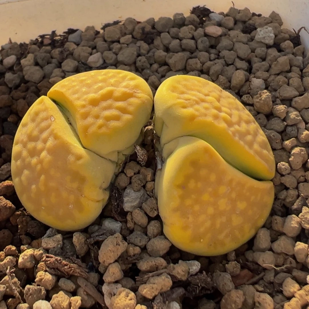 201多肉植物百科黄巴黎