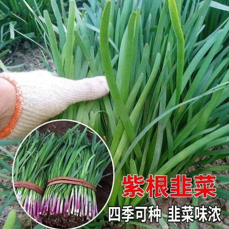 【四季紫根韭菜种子】庭院阳台盆栽四季种植蔬菜韭菜种子多茬采收