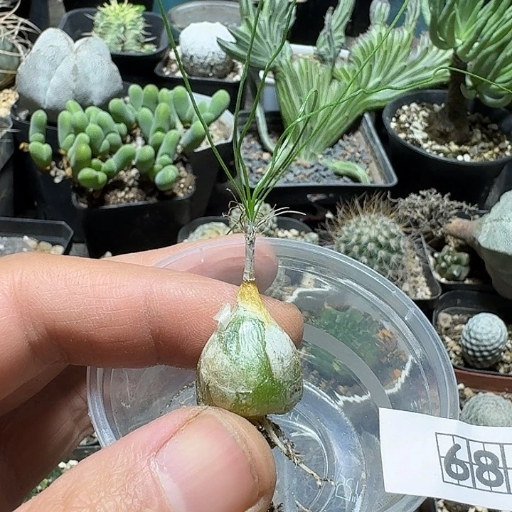 681狂乱弹簧草脱土发货