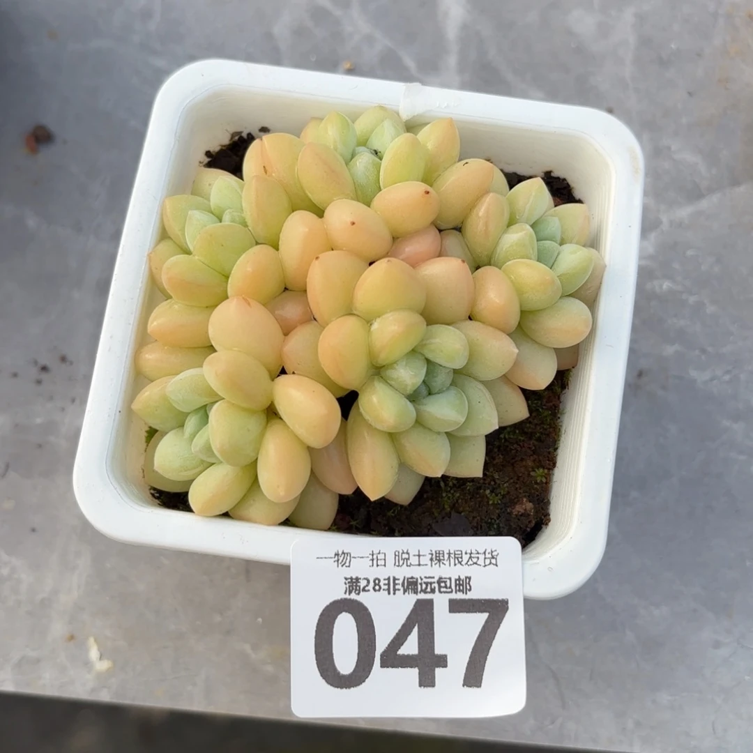 泡泡糖老桩无盆土发货