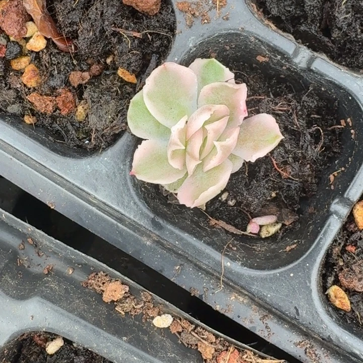 紫蝴蝶锦一物一拍好看