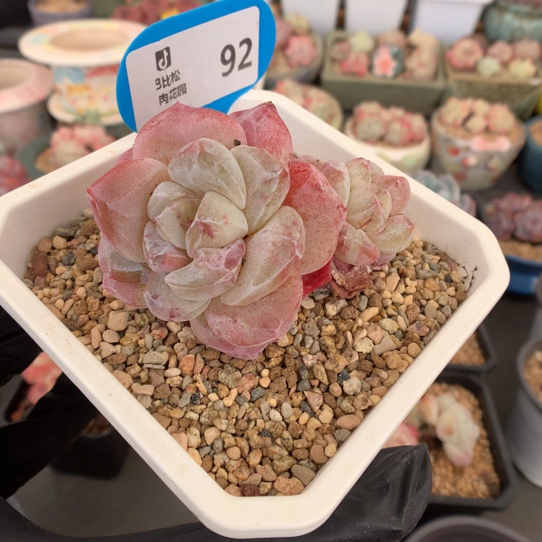 许***️92 冰玉石化多肉多肉