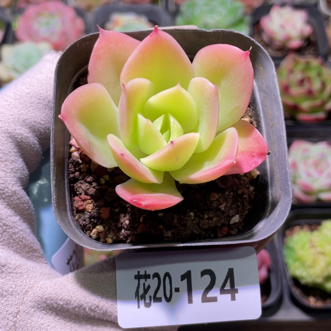 花利美20-124柠檬酸橙