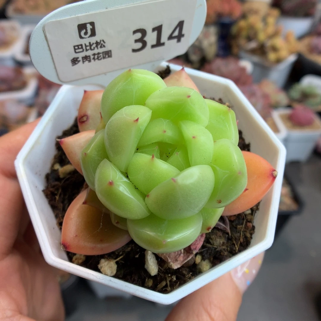 314荧光绿透珍妮多肉植物
