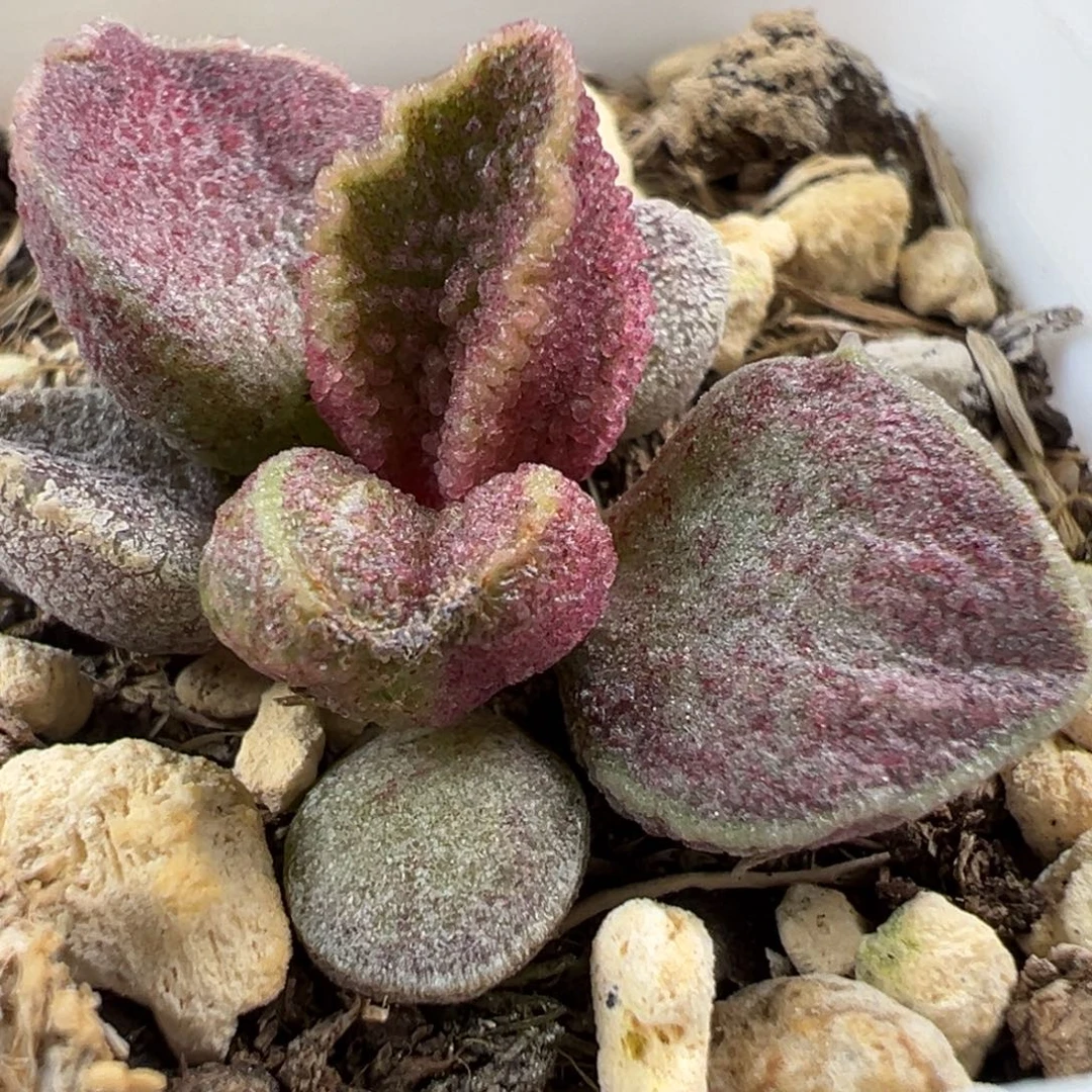 花斑款实生新品多肉植物水泡