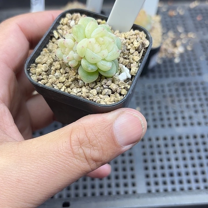 187号双头泼天多肉植物
