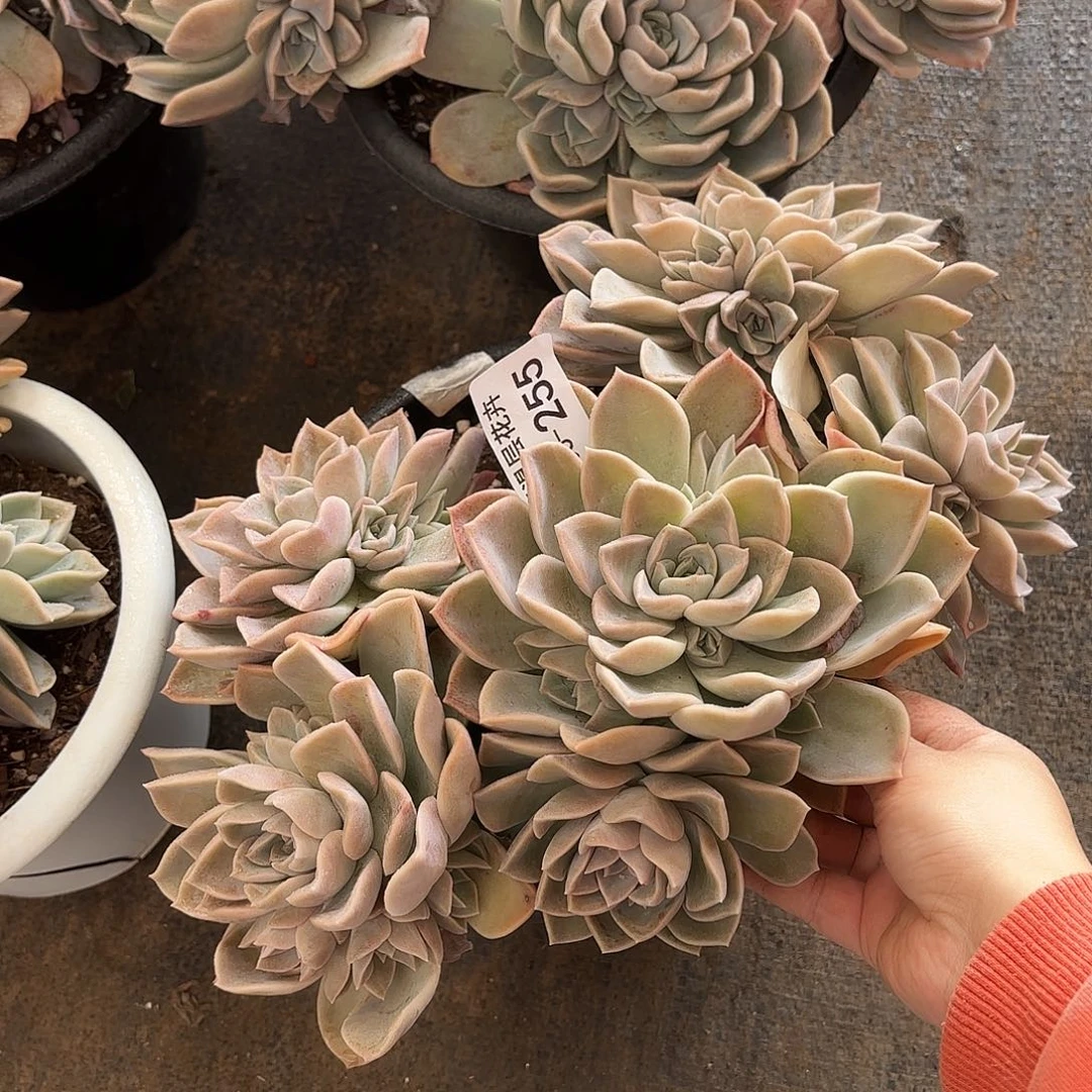 同温层多肉哈利255量拍