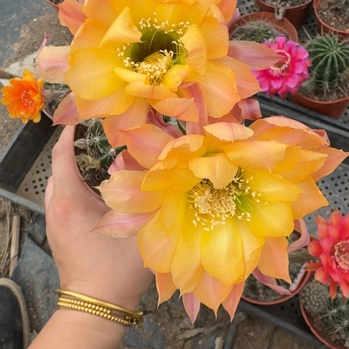 364实生彩草瘦脱土掰花斑