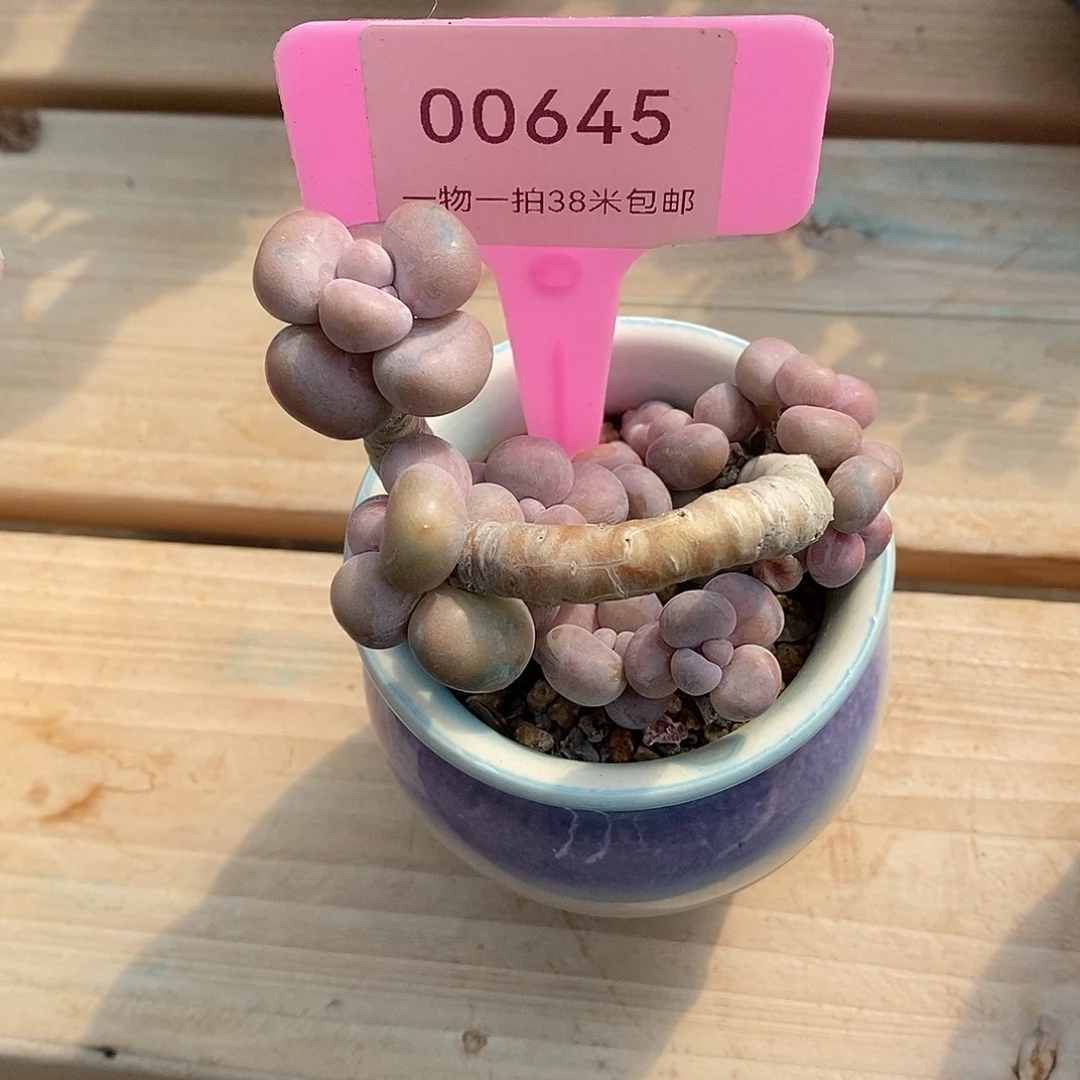 645婆婆楼咯哦哦哦哦哦哦