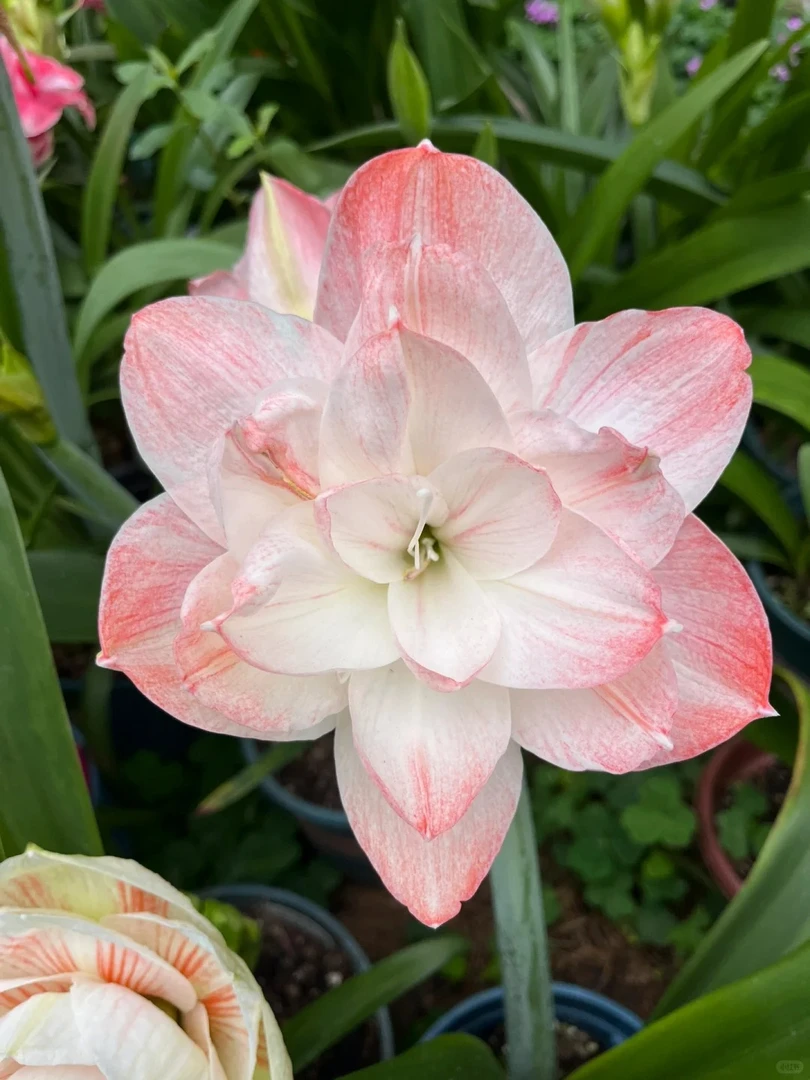 花莳花园 朱顶红裸球【漂亮女孩】种球花园开花植物