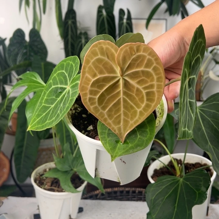 不开花植物印尼密纹克莱恩