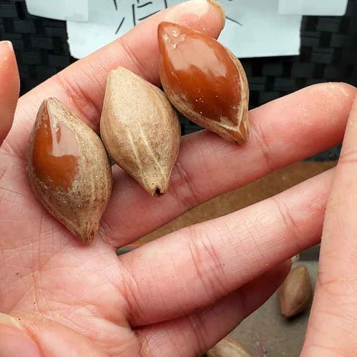 橄榄核手串/手链橄榄