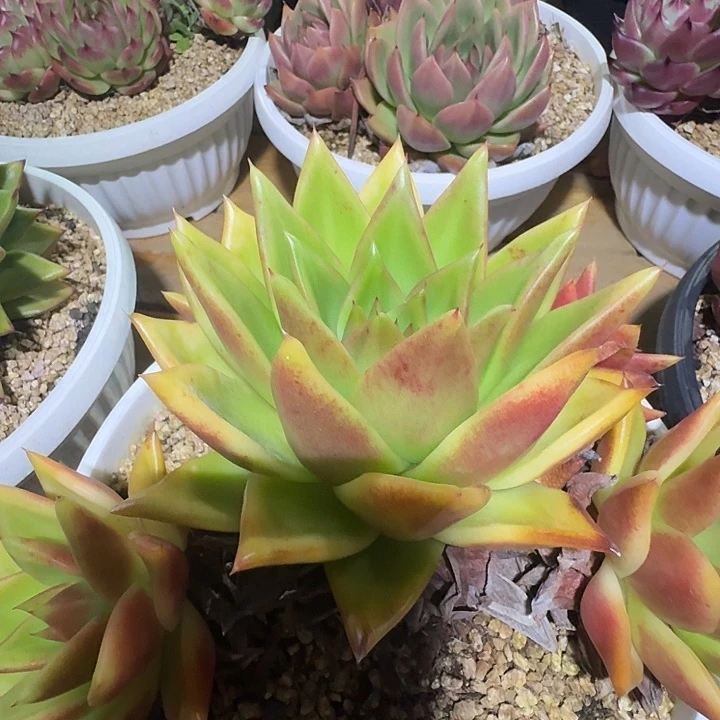 东云主头大羊哥专拍