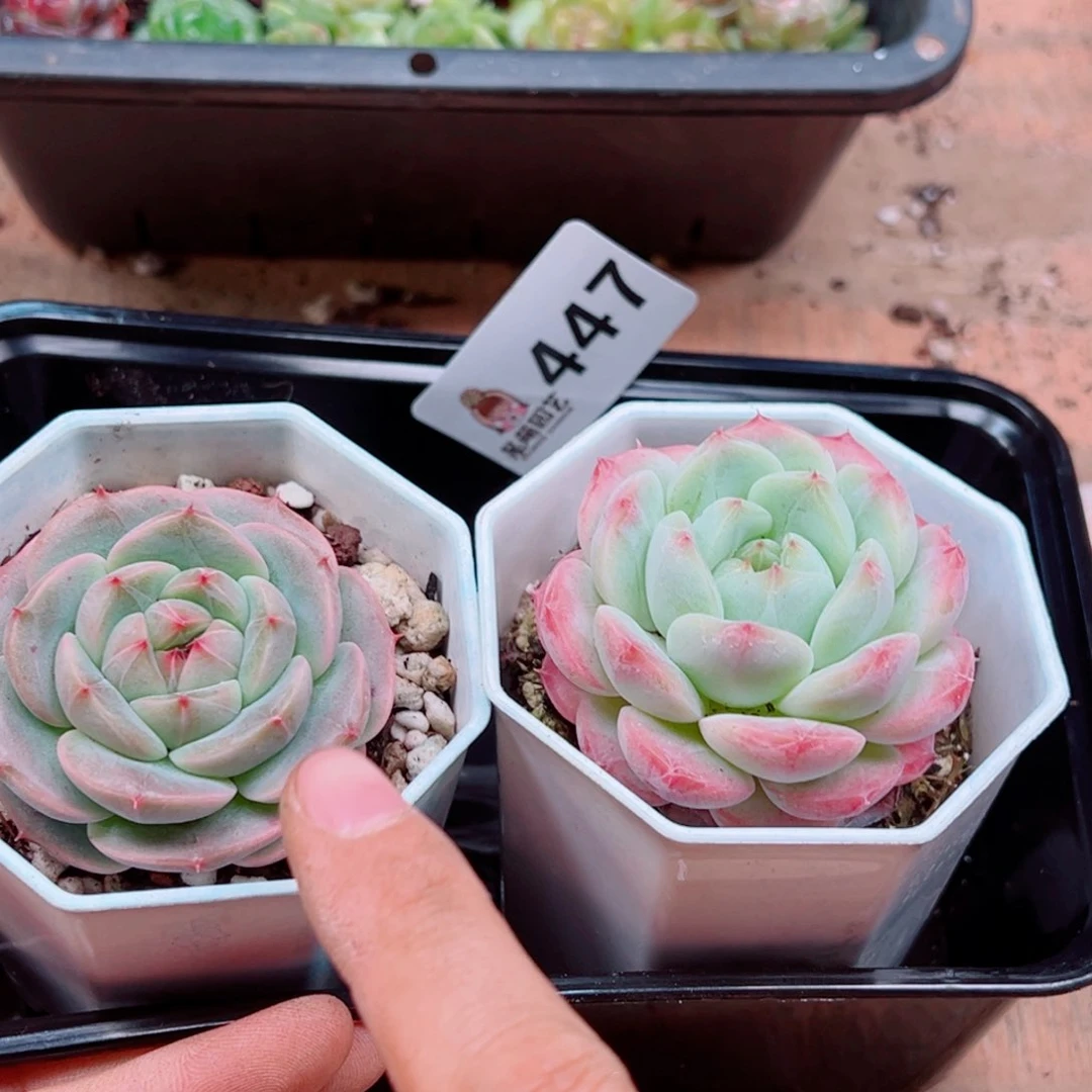多肉植物多肉植物