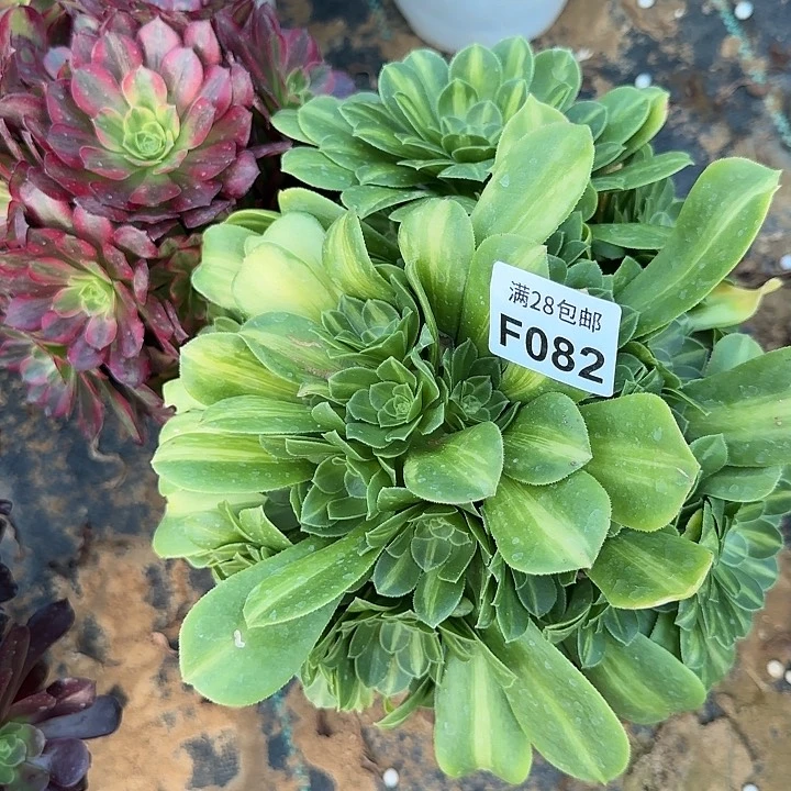 082翡翠琉璃多肉植物