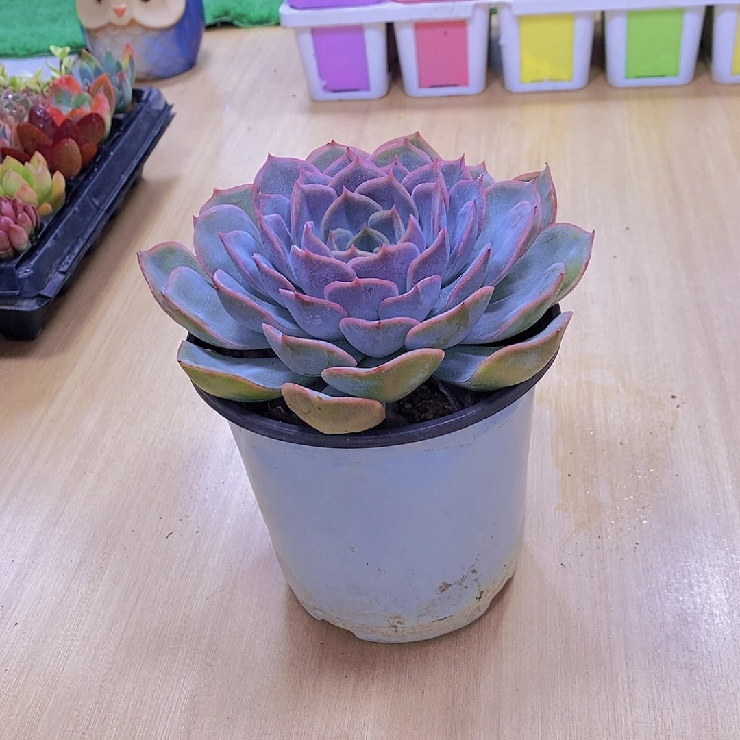 无花朵多肉植物菲欧娜120