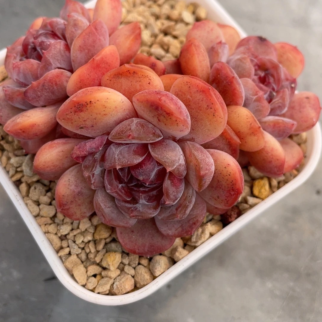 红恋四头群生爱心型