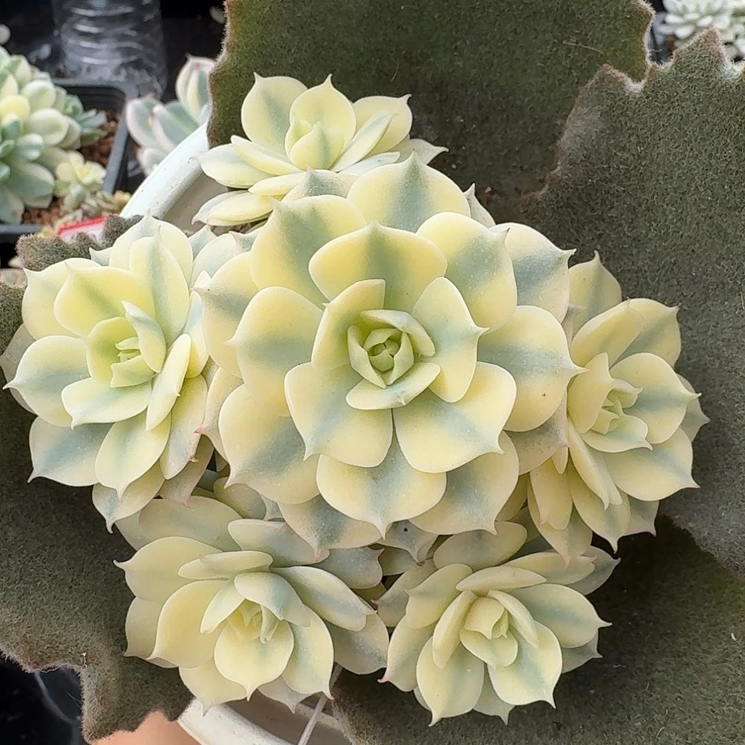 雪域蓝巴黎白覆轮锦