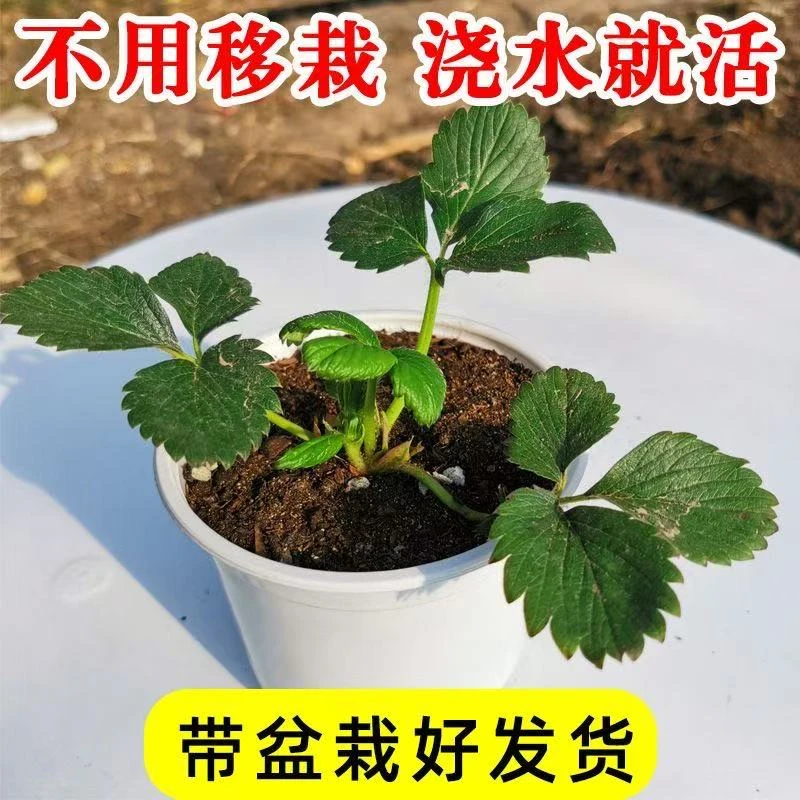 四季草莓秧苗盆栽草莓苗原盆原土奶油草莓苗大苗阳台种植当年结果