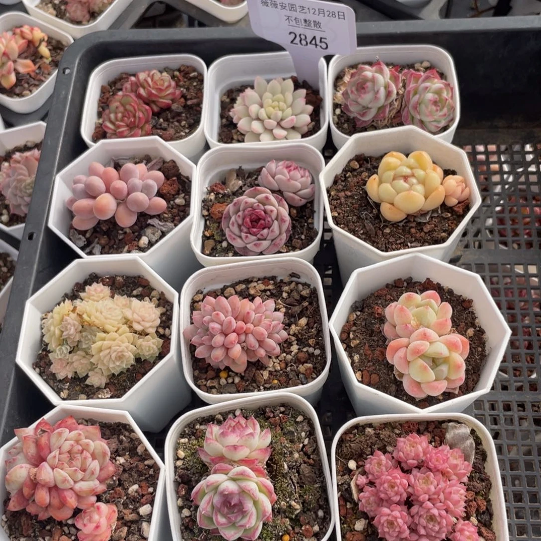 不包整散 盆子不售后2845