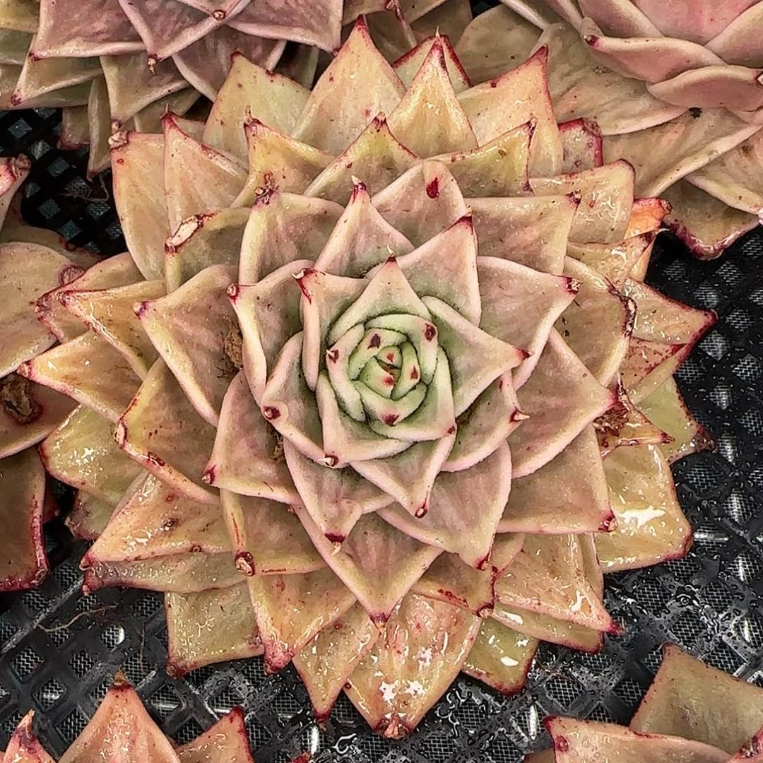 从前慢花园多肉编号星星锦