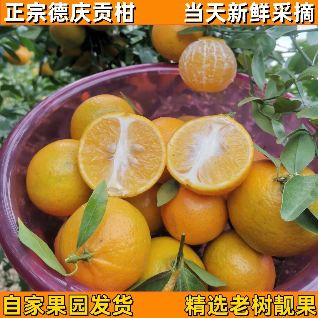 正宗德庆皇帝柑贡柑甜橘子桔子新鲜现摘当季果园直发大果批发顺丰