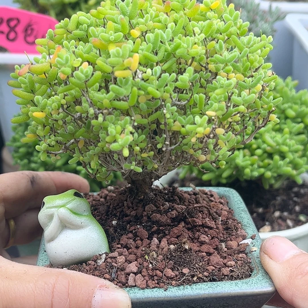 48蜜桔带盆优选枝干