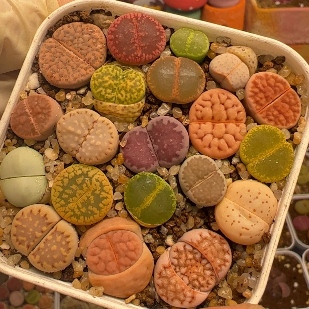 特价组合多肉植物百科