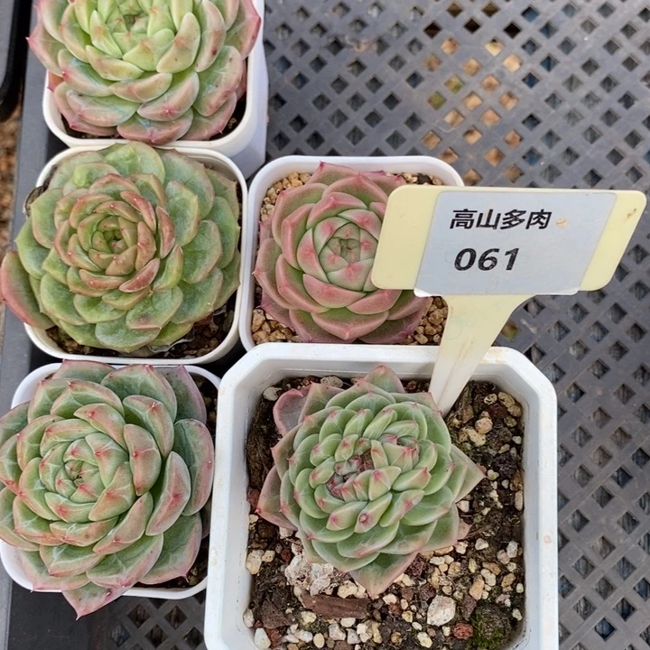 东***曦D061- 直播福利五颗