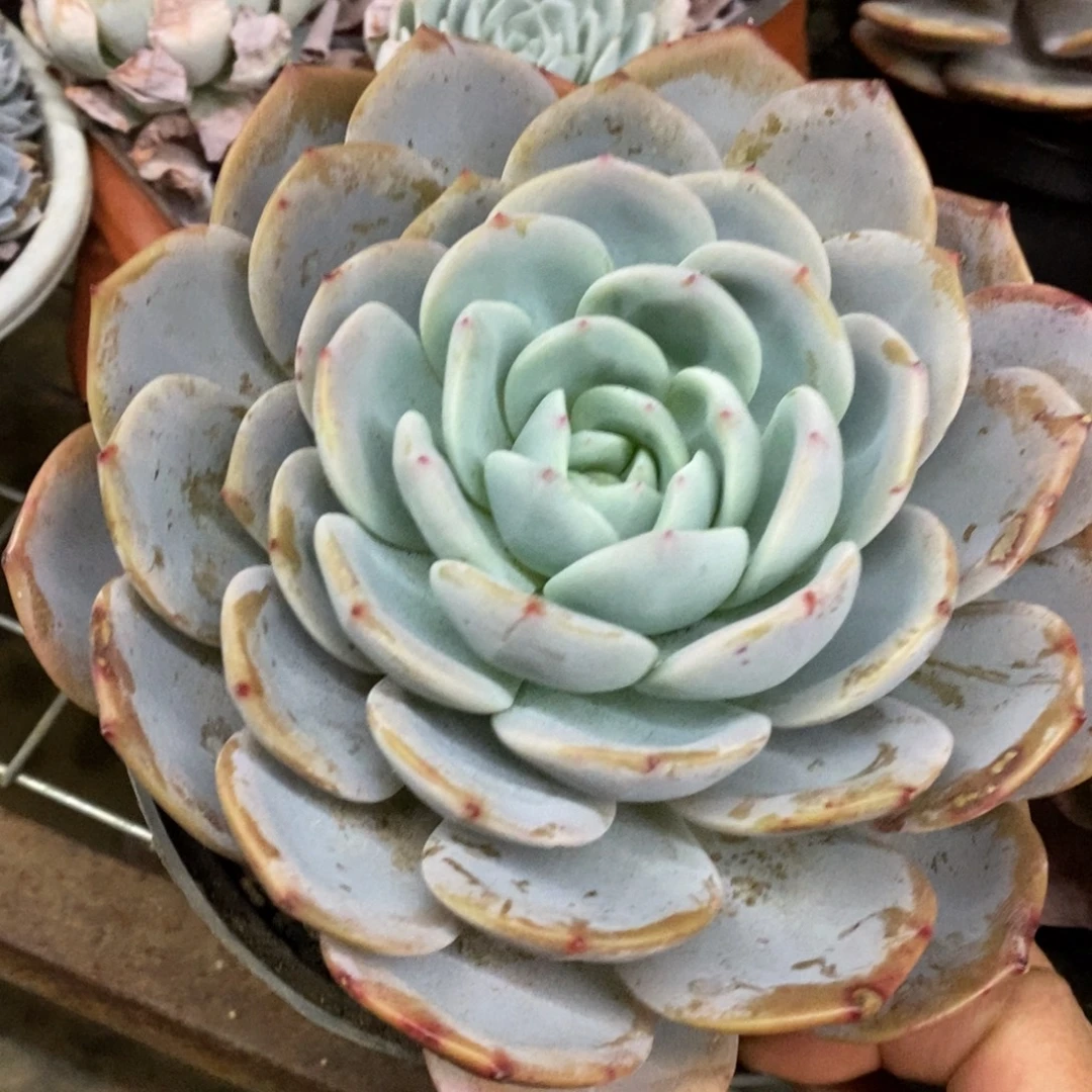 凤橙大单头老桩多肉