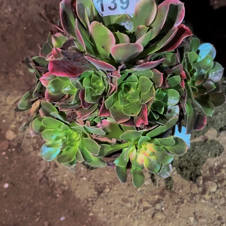 139香妃多肉植物不售后