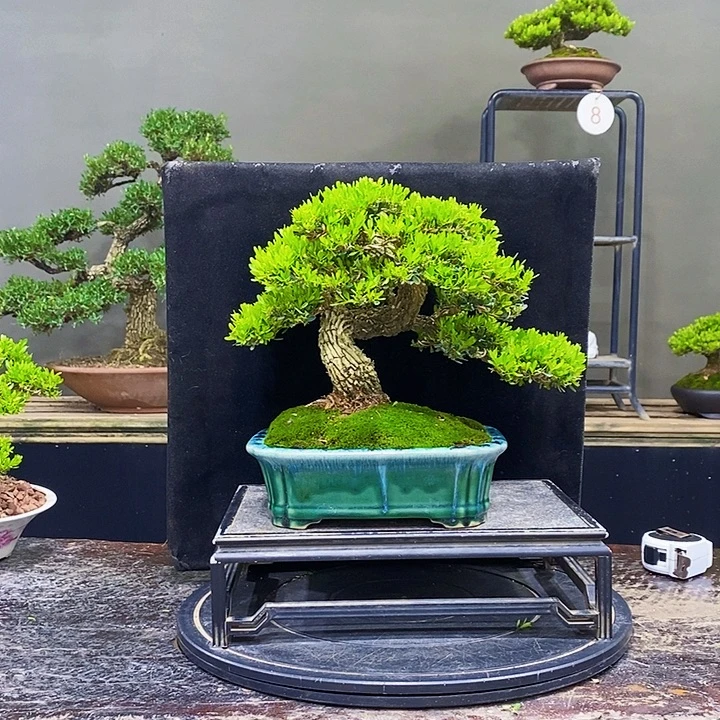无花朵M黄杨盆景四季常青