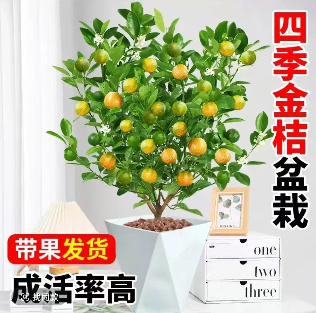 【带果】四季金桔树苗盆栽带果室内外招财观赏花卉绿植