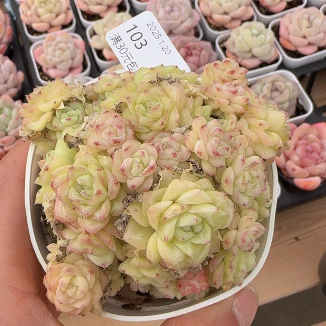 白天鹅麦秆群一颗脱土