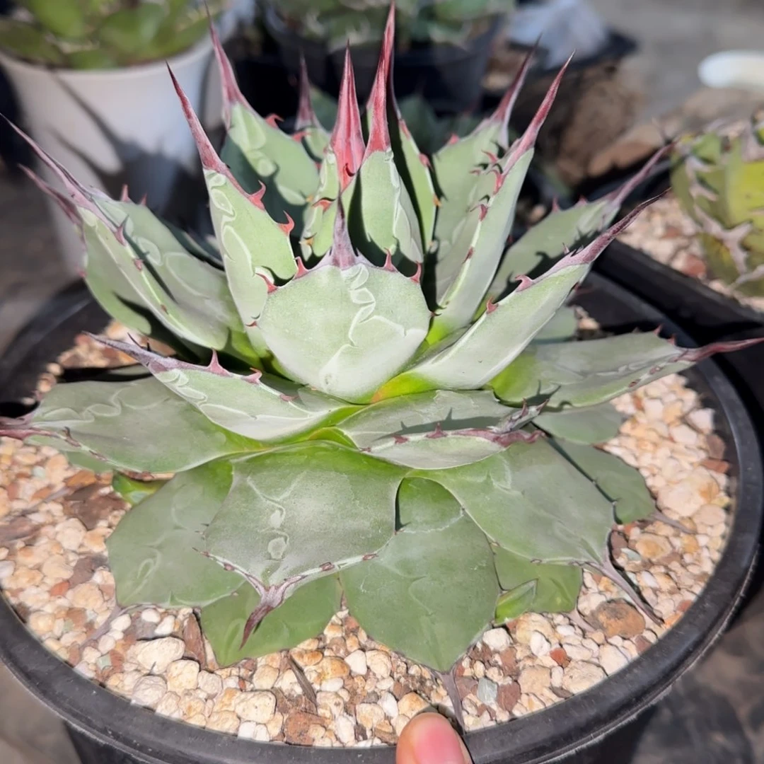 吉祥天青蝎子龙舌兰