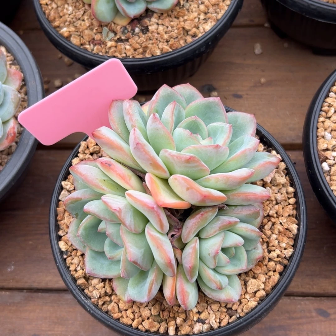 泡芙111111111111111