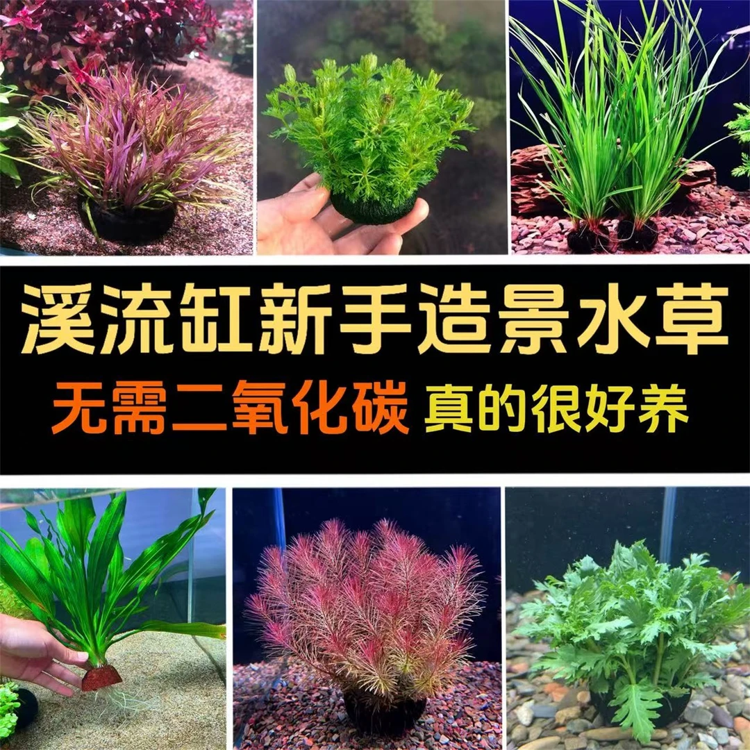 溪流缸造景水草新手懒人好养活水下叶水培植物净水增氧