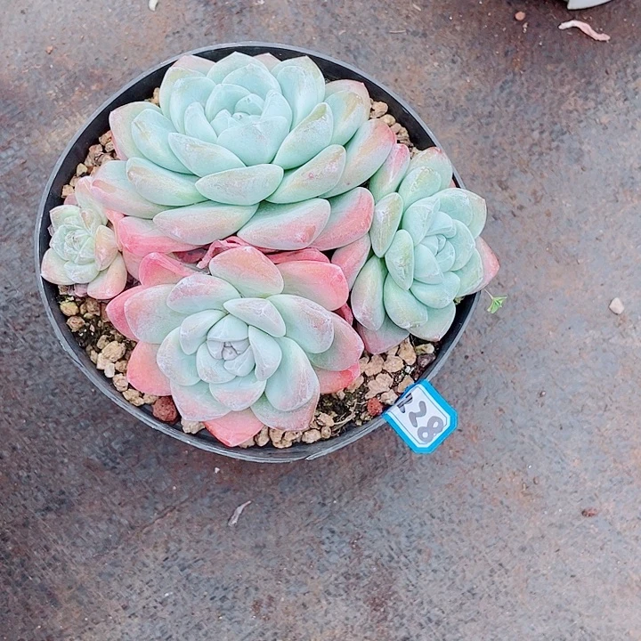 228冰玉 一物一拍多肉