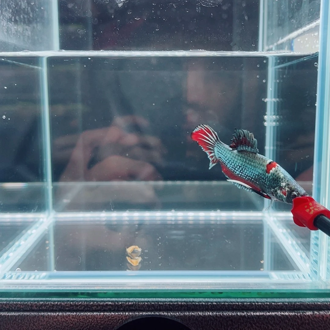 Q***海水鱼福利精品巨斗俊6666