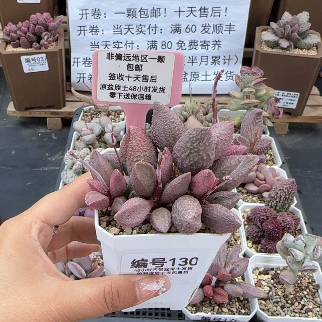 y*.130红粉哈莫杂多肉植物