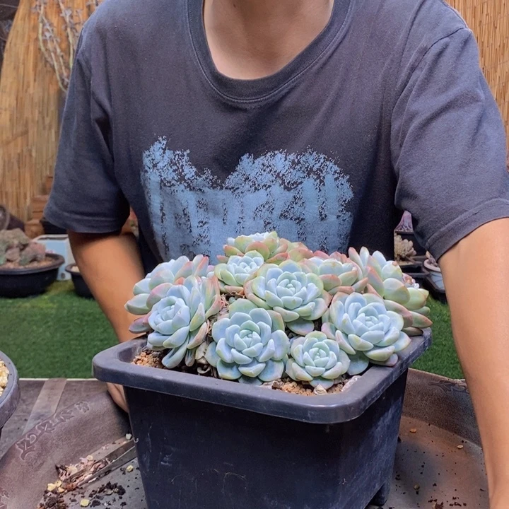 神***姐557号冰玉多肉植物