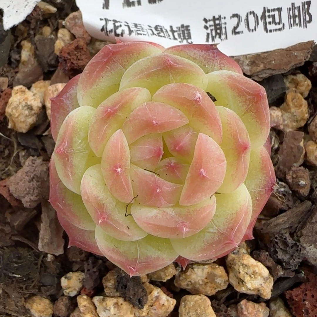 花语逸境0209-723