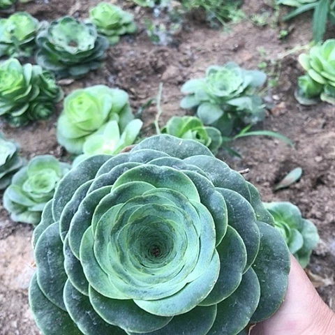 高****吧大单头玫瑰一棵23